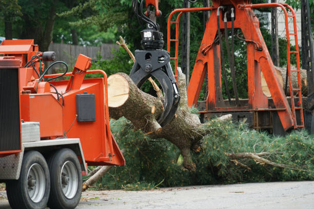 Perryville, AR Tree Service Company